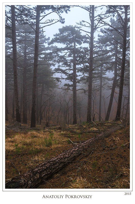 Анатолий покровский, Лес, Сосна, Туман Тишина сонного леса фото превью