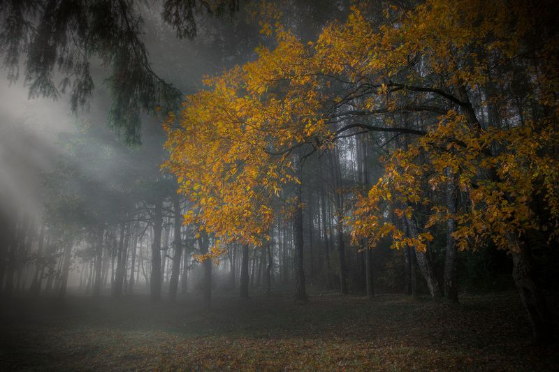 ********photo preview