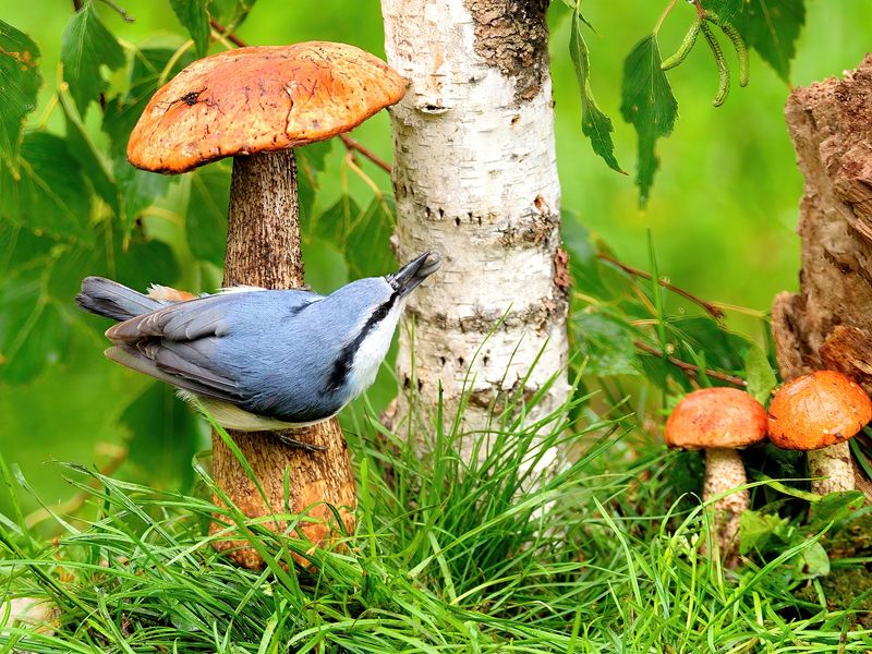 природа, фотоохота, поползень, птицы, животные, грибы, Грибникphoto preview