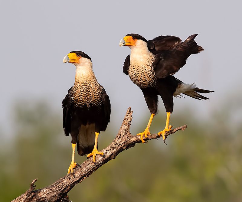 каракара, crested caracara, caracara, tx, texas, хищные птицы Каракара -Caracara couplephoto preview