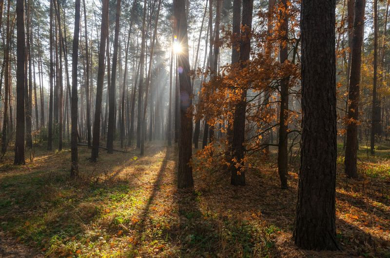 Утро в лесу фото превью