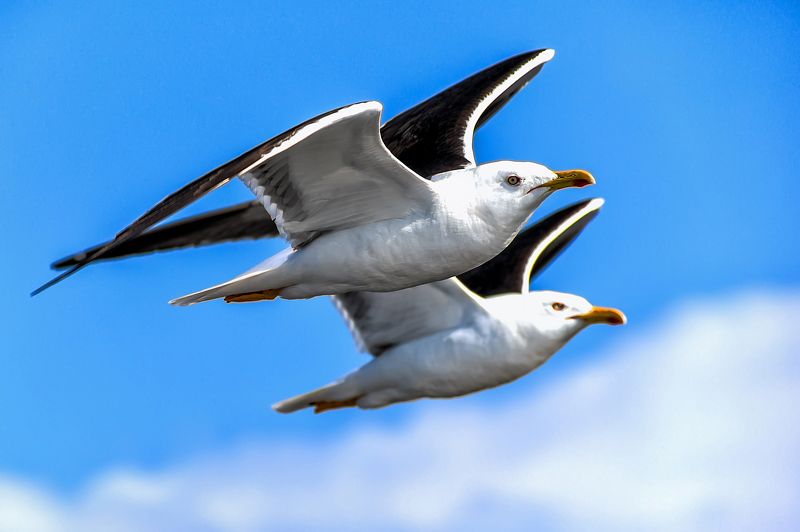 чайка, птица В полетеphoto preview