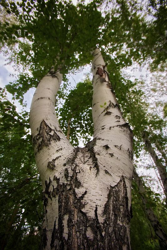 Во поле береза стояла...photo preview