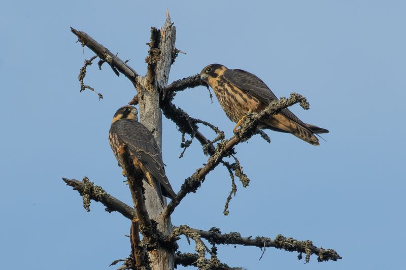 сокол, чеглок, хищник, птица хищная парочкаphoto preview