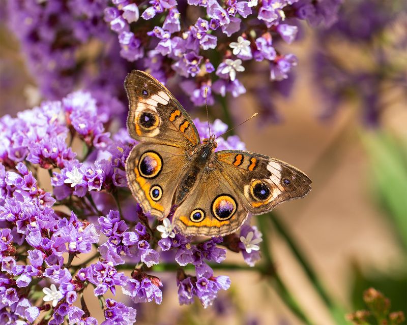 Buckeye butterflyphoto preview