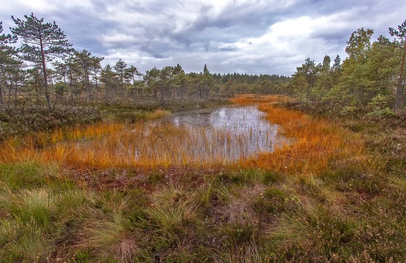 верховое болото, осень, озеро, болотная сосна Осень на болотеphoto preview