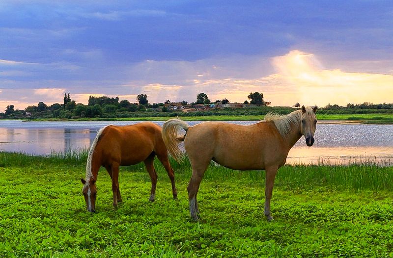у села  камышово У села  КАМЫШОВОphoto preview