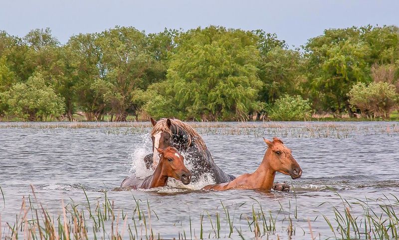 у села  камышово ЛЮБОВНЫЕ  СТРАСТИphoto preview