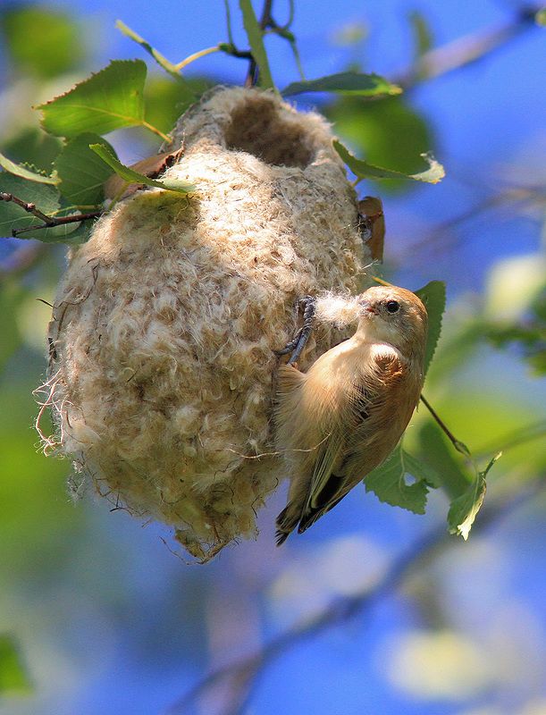 Ремезыphoto preview