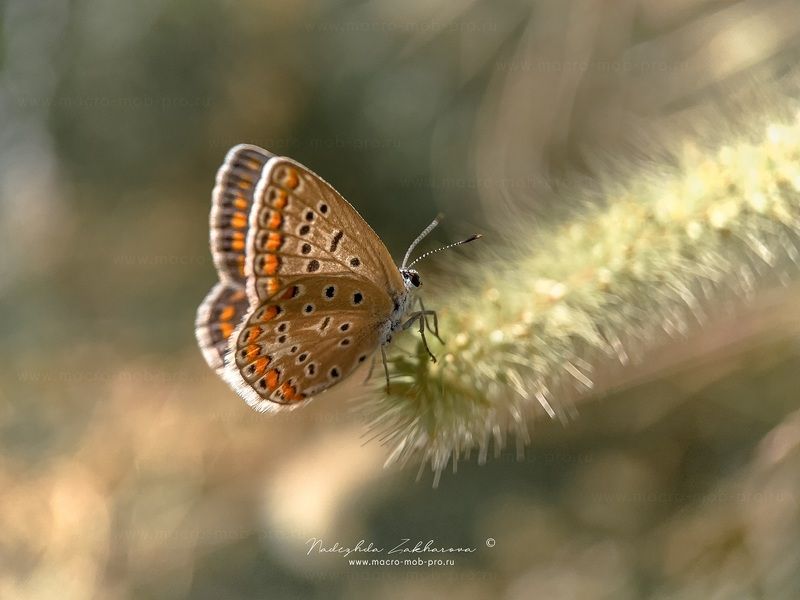 Бабочки Голубянкиphoto preview