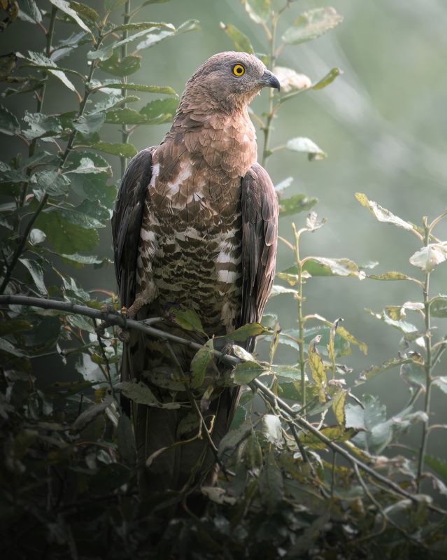 Осоед, Pernis apivorus, Август 2023photo preview