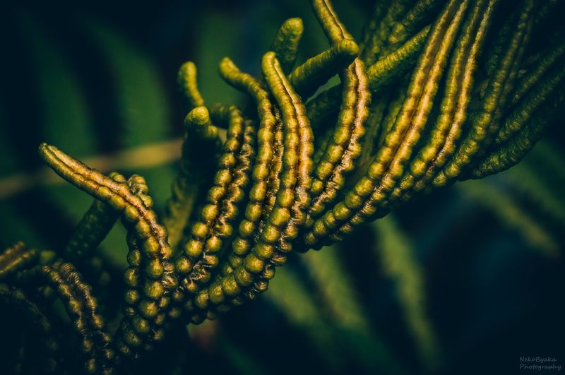 природа, макро, растения, папоротник,nature, macro, plants, fern, Спорофиллы папоротникаphoto preview