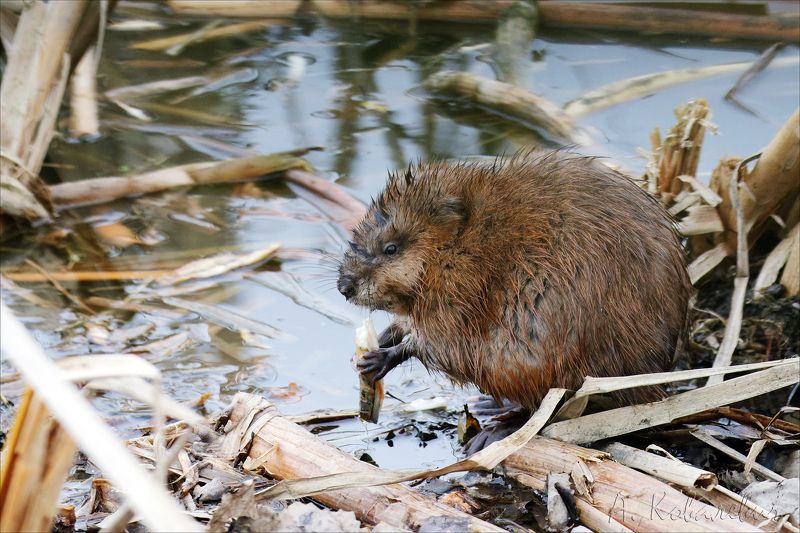Ондатра Не видишь, мы кушаем! фото превью