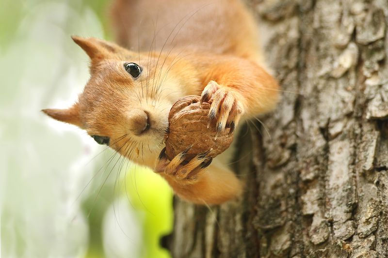 животные, белка, парк, орех Белка фото превью