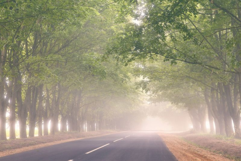 август, аллея, беларусь, дорога, лето, минск и окрестности, рассвет, туман, утро Время тумановphoto preview