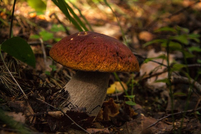 Белые ходят первымиphoto preview