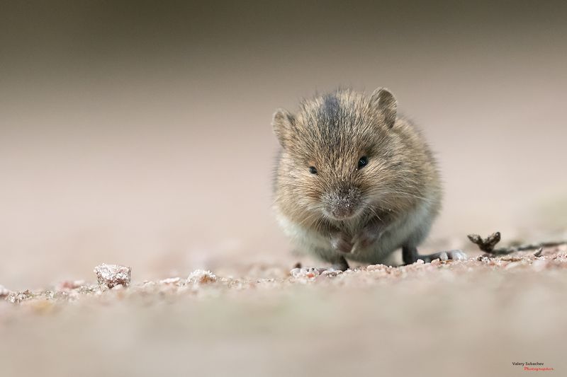 Хитрый мышонокphoto preview