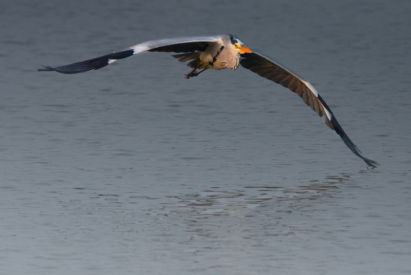 bird,birds,nikon,wild,water,shadows,lake,pond,flowers,swan,colors,nikon,beauty,nature,animals,eyes,egret,songbird,jungle,white,wings,fly Grey heronphoto preview
