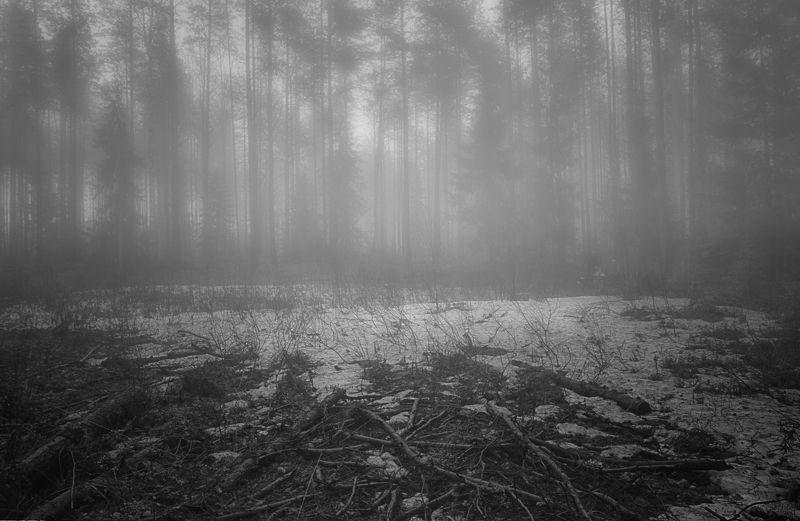 весна, снег, тепло, туман, лес Последний снегphoto preview