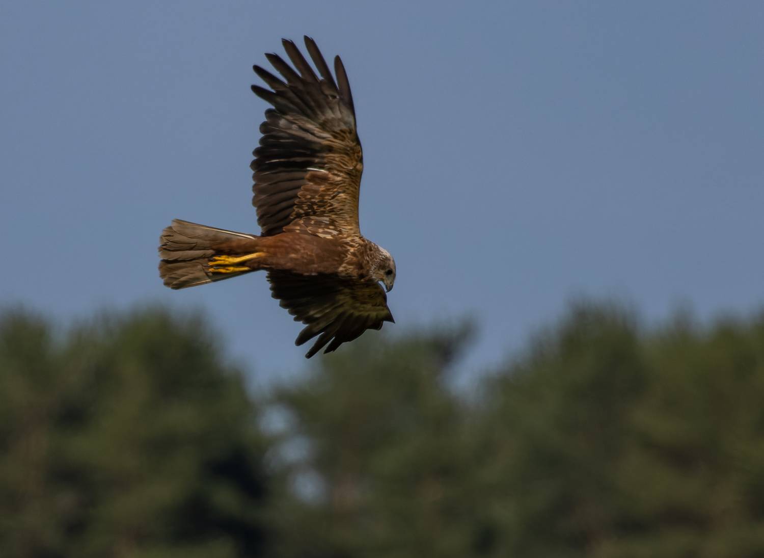 Автор: Светлана Холодняк , Светлана Холодняк