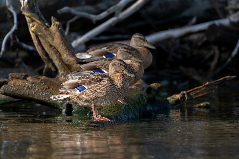 утки,кряква ***photo preview