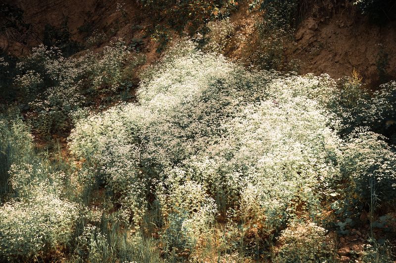 Летний дымphoto preview