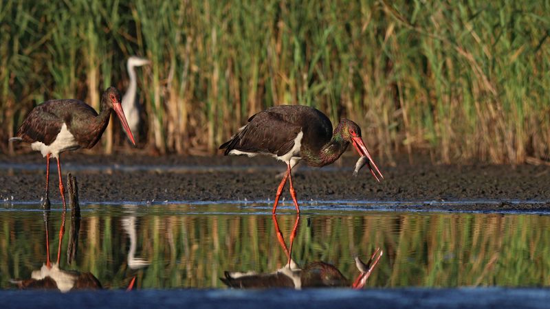 чёрный аист, аист, ciconia nigra, black stork, stork На рыбалкеphoto preview