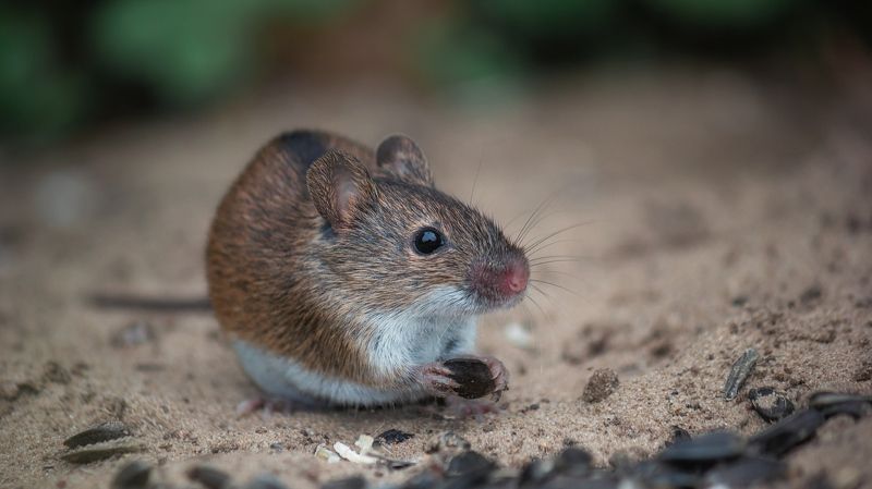 Мышка фото превью