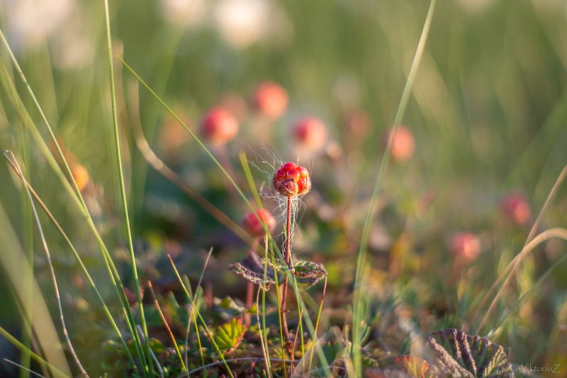 морошка, тундра, ягода Не до конца созревшая морошка называется рохлой.photo preview