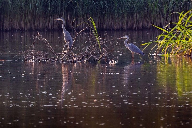 Серые цаплиphoto preview