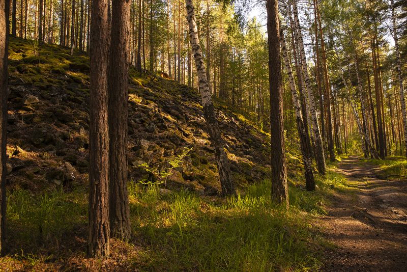 Возле Талькового Камня,лес.photo preview