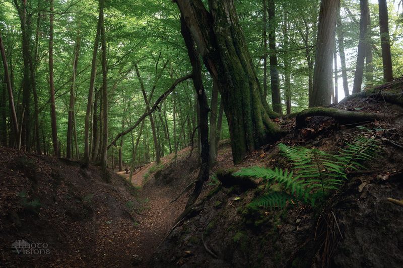 forest,woods,tree,woodland Mystery forest фото превью