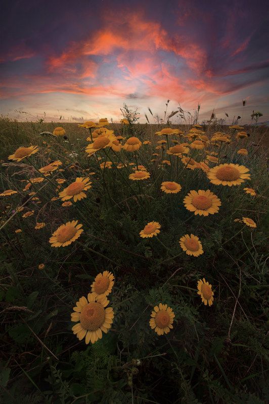 Summer sunsetphoto preview