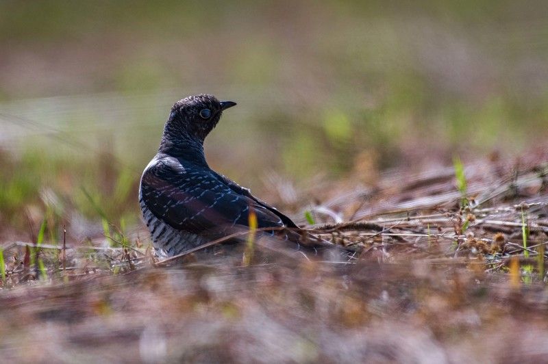 природа,кукушка,лето,птицы,россия Обыкновенная кукушкаphoto preview