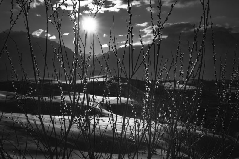 Чарская пустыня, Чара, пейзаж, mountains, Кодар, пустыня, горы, Забайкалье, бархан, песок, landscape, desert, чб, черно-белое Весенняя верба в пустынеphoto preview
