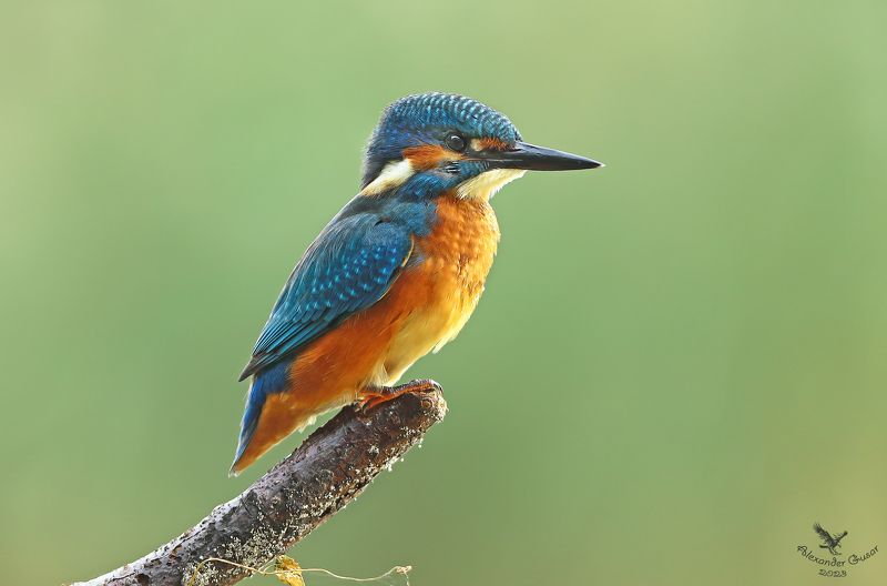 зимородок В ожиданииphoto preview