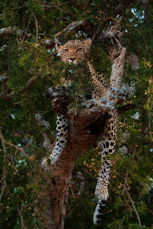 портфолиоphoto preview