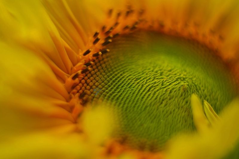 подсолнух, природа, цветы, макро Подсолнухphoto preview