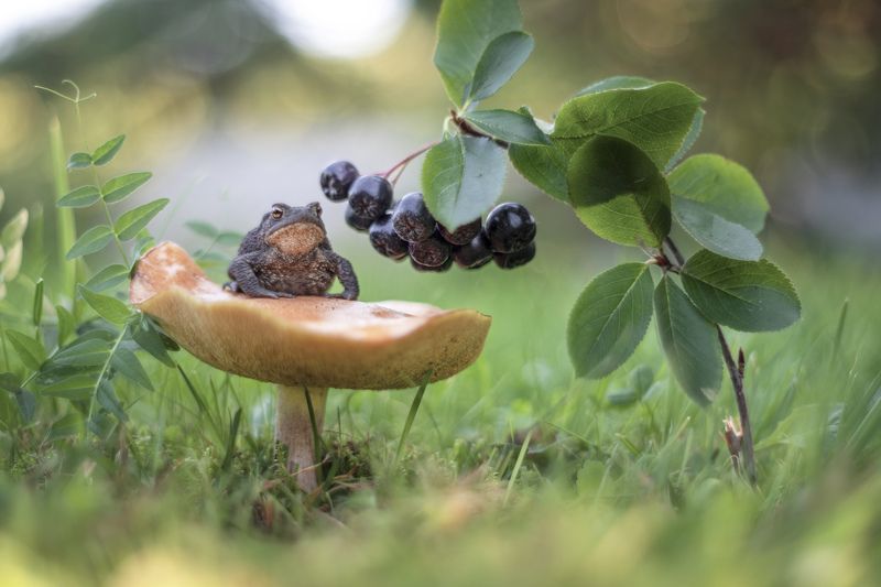 жабка макро гриб природа *** фото превью