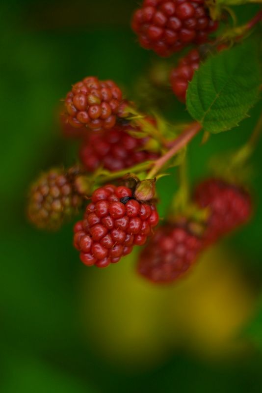 Ежевичкаphoto preview