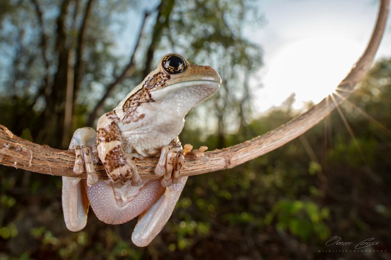 #sun #frog the complicity of the sunphoto preview