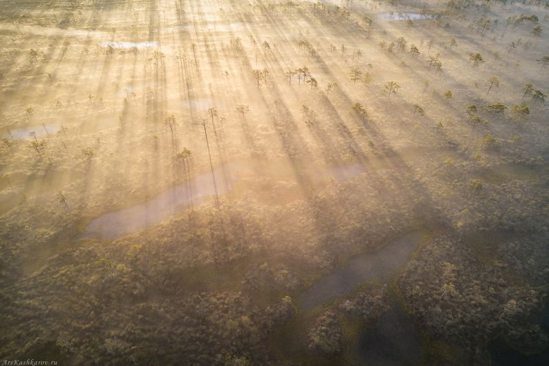 верховое болото, болотные озерки, грядово-озерковый комплекс, леноблась, ленинградская область, торфяник, топи, болотный туризм, туман, лучи \