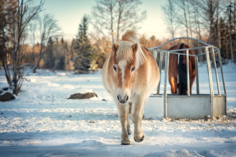 horse, Sweden, winter, pony, snow, light Winter swedish horsephoto preview