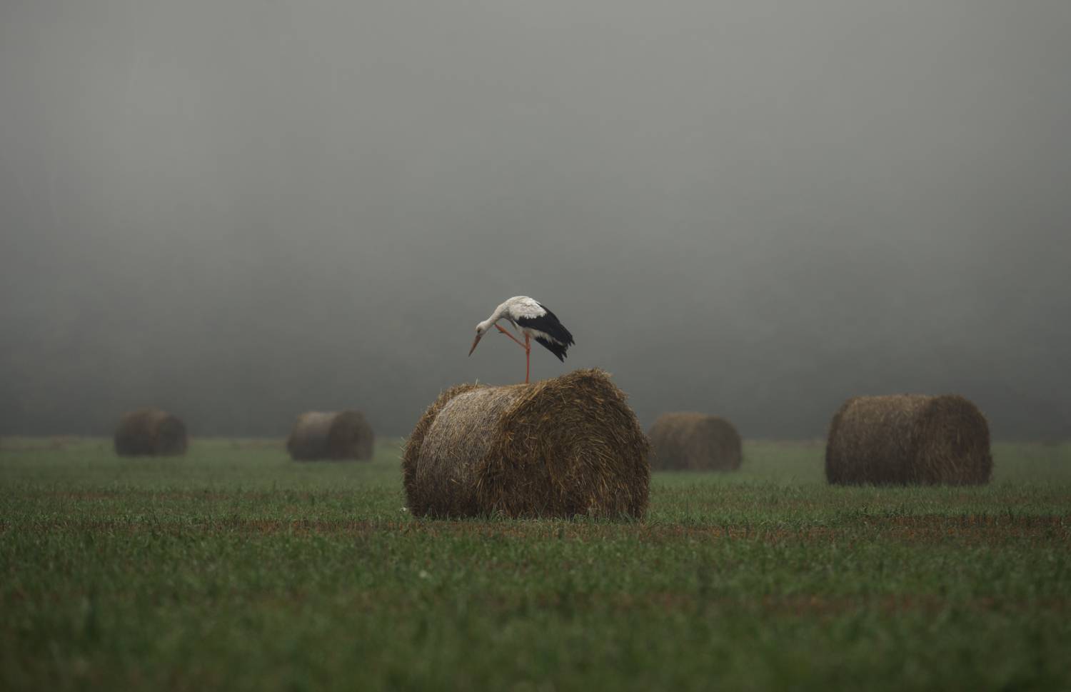 ***. Автор: Баранов Олег #лес #свет #утро #природа #аист #туман, Баранов Олег