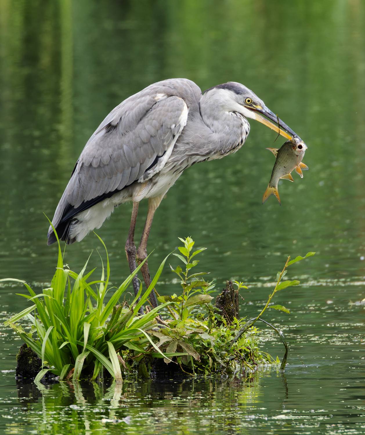 серая цапля, цапля, птицы, фото птиц, цапля с рыбой, Александр Шипиленко