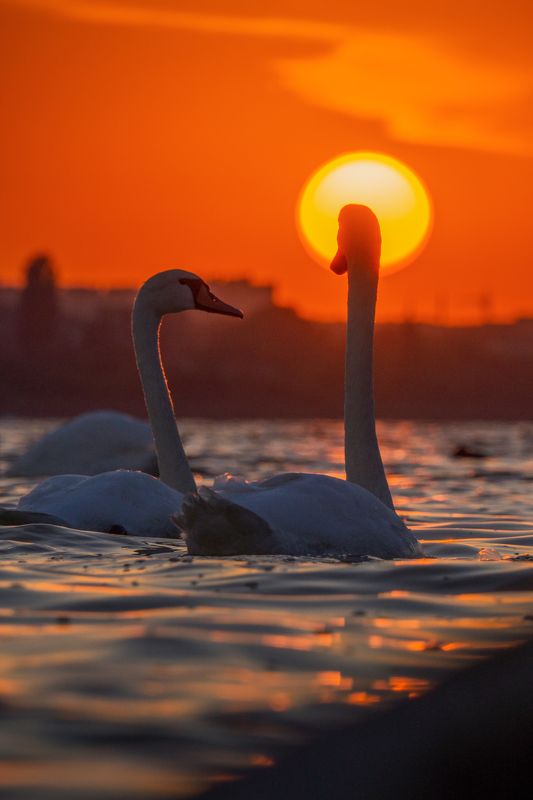 Лебединый закатphoto preview