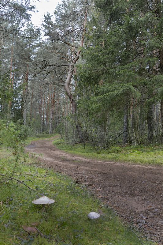 по лесным дорогамphoto preview