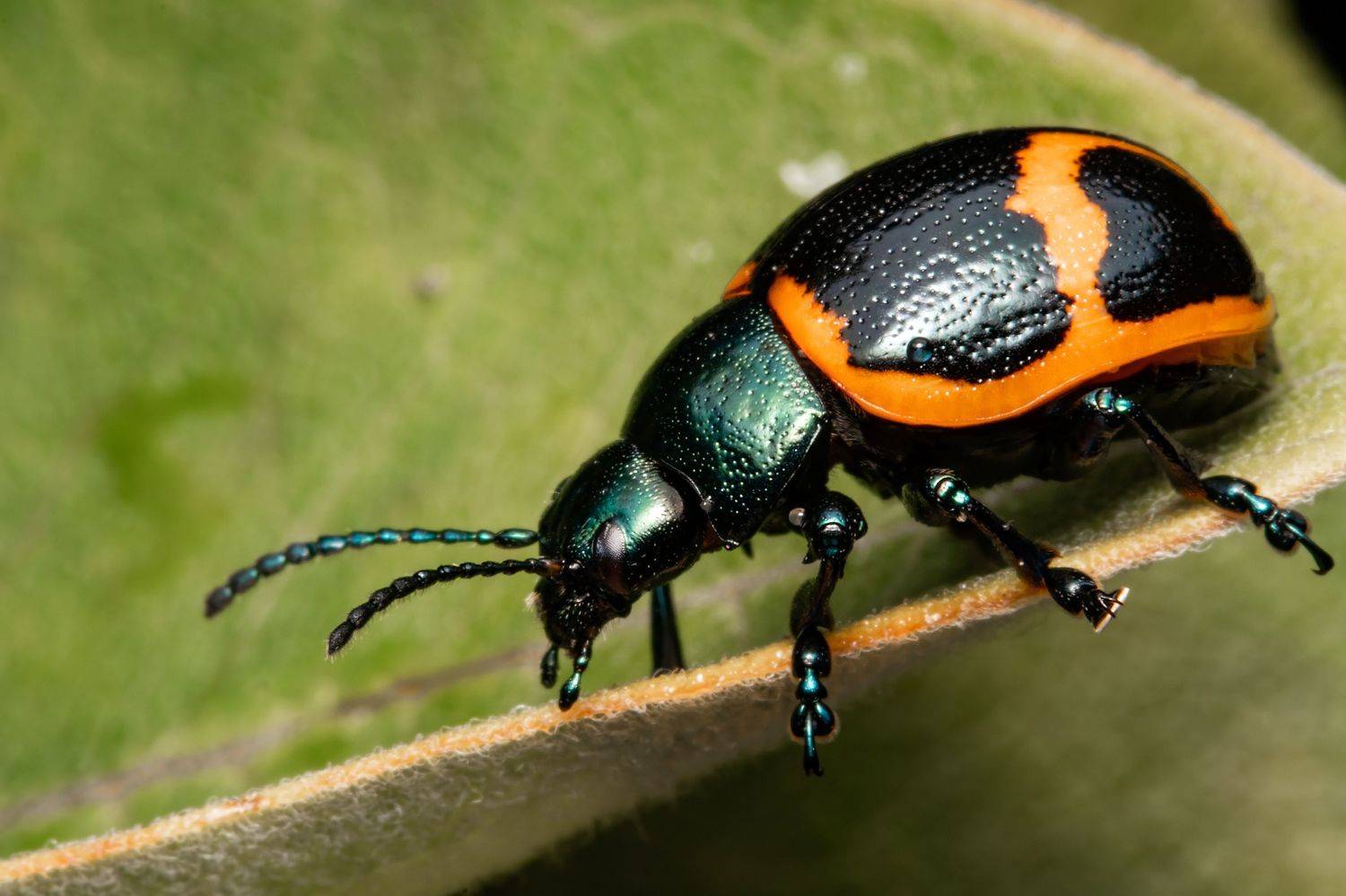 insect, insectphoto, insectlovers, beetle, coleoptera, macrophoto, macrophotography, enthomology, nature, Stephane