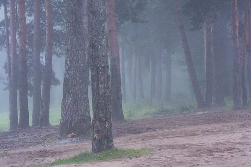 В сосновом боруphoto preview