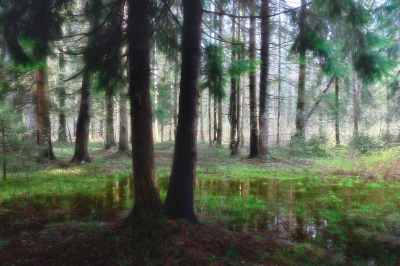 лес, девевья, вода В весеннем лесу фото превью